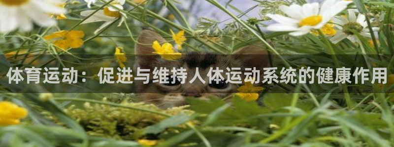 MK体育官方正版app娱乐代理怎么样：体育运动：促进